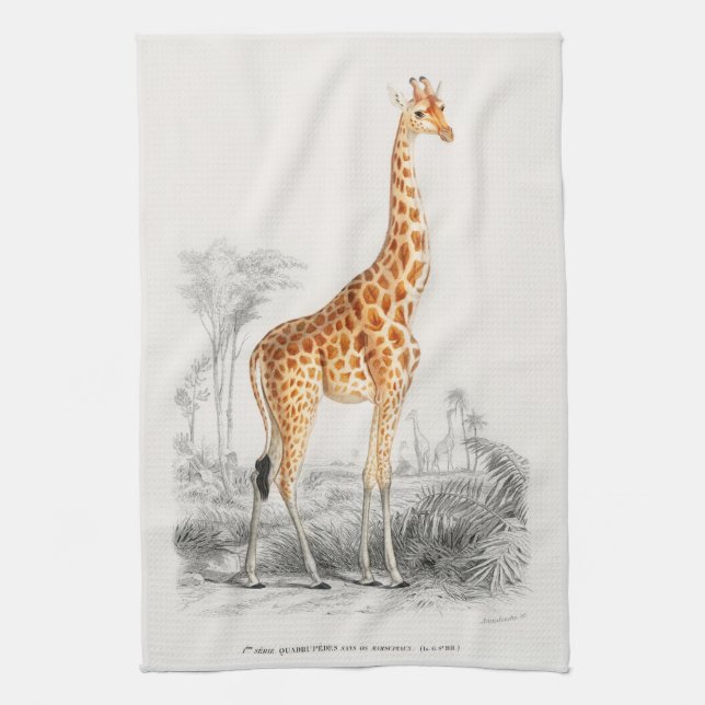Linge De Cuisine Antique Giraffe Histoire naturelle Imprimer Orbign (Vertical)