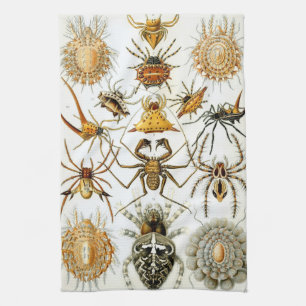 Linge De Cuisine Araignées ou arachnides vintage par Ernst Haeckel