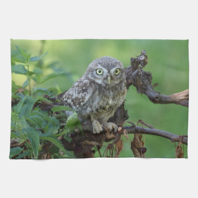 Linge De Cuisine Athene noponctua (Horizontal)