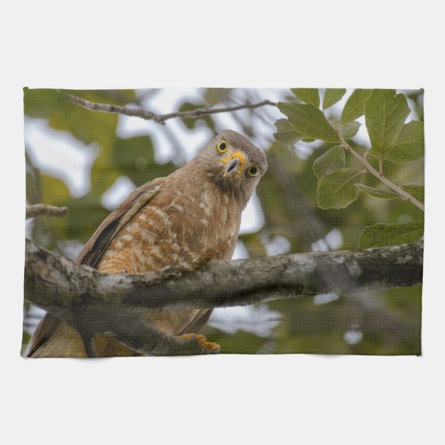 Linge De Cuisine Belize Wildlife : Roadside Hawk Photography (Horizontal)
