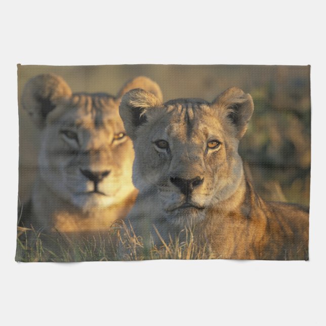 Linge De Cuisine Botswana, parc national de Chobe, Lionnes (Horizontal)
