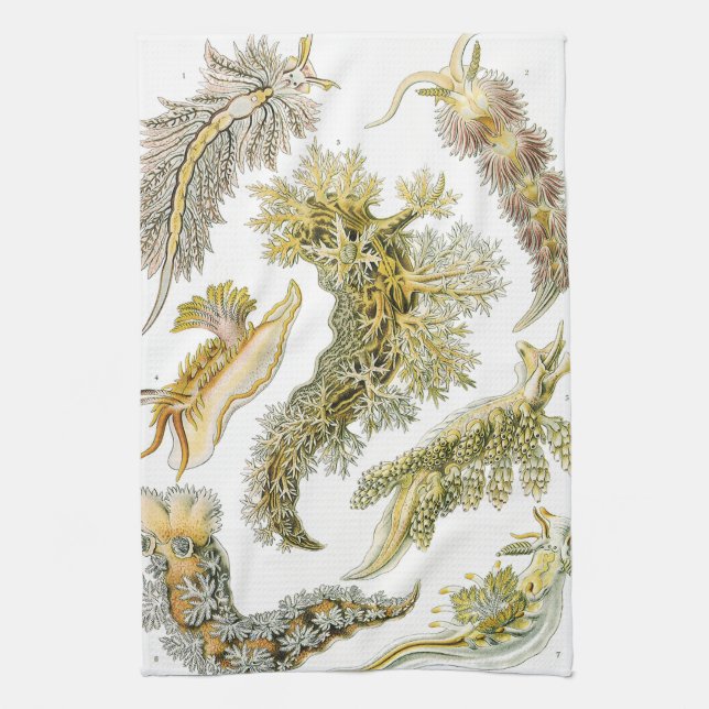 Linge De Cuisine Boues de mer par Ernst Haeckel, Nudibranchia Vinta (Vertical)