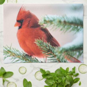 Linge De Cuisine Cardinal dans le sapin épousseté par neige