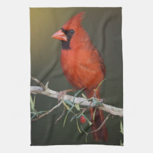 Linge De Cuisine Cardinal rouge, Cardinalis cardinalis, mâle