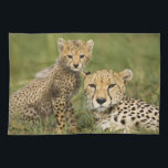 Linge De Cuisine Cheetah, Acinonyx jubatus, avec Cub<br><div class="desc">Cheetah,  Acinonyx jubatus,  avec petit dans le Masai Mara GR,  Kenya Joe McDonald / DanitaDelimont.com</div>