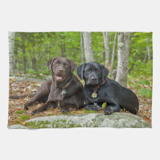 Linge De Cuisine Chiens Chiens Marionnettes Black Lab Chocolat Labr