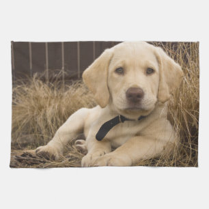 Linge De Cuisine Chiot Labrador Retriever