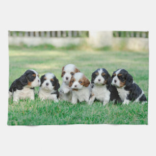 Linge De Cuisine Chiots Cavalier King Charles Spaniel