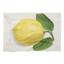 Citron (Citrus Limon) par Ellen Isham Schutt – 191