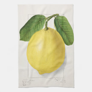 Linge De Cuisine Citron (Citrus Limon) par Ellen Isham Schutt – 191