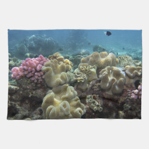 Linge De Cuisine Corail, récif d'Agincourt, Grande Barrière de cora