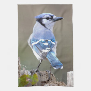 Linge De Cuisine Cute Bleu Jay Songbird sur Treestump