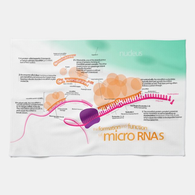Linge De Cuisine Diagramme de microRNA (Horizontal)