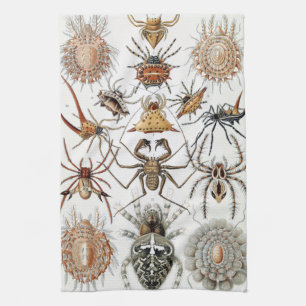Linge De Cuisine Ernst Haeckel Arachnida Poster Coque-Mate i