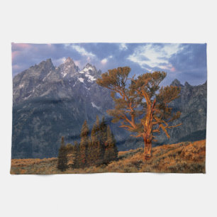 Linge De Cuisine États-Unis, Wyoming, Grand Teton NP. Un cèdre soli
