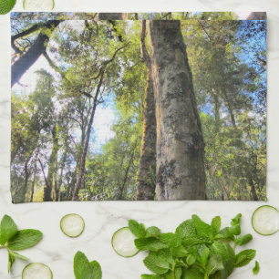 Linge De Cuisine Eucalyptus gommiers de la forêt pluviale australie