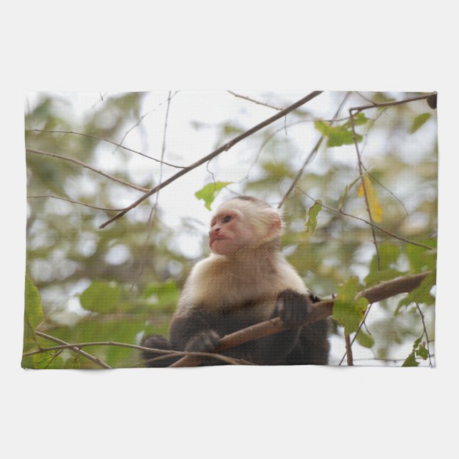 Linge De Cuisine Faune au Costa Rica : Singe Capucin Face Blanc (Horizontal)