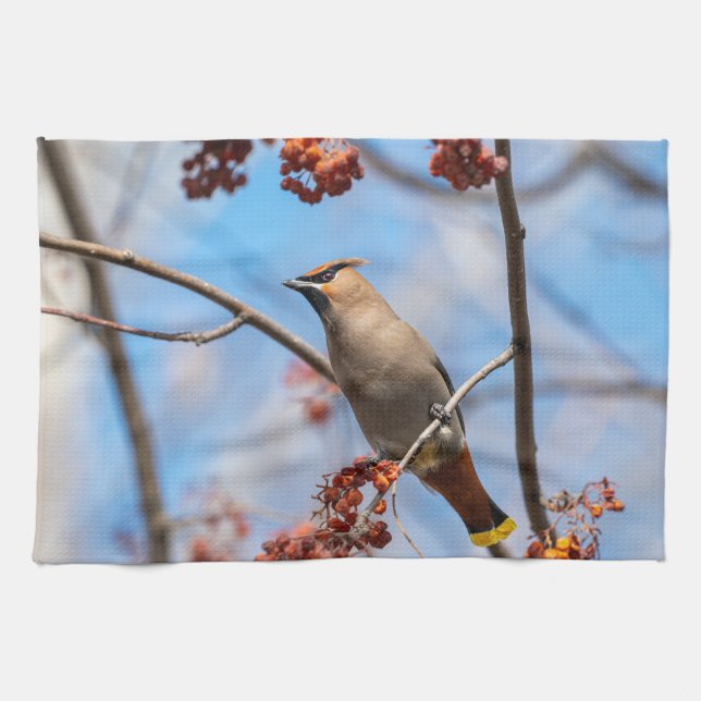 Linge De Cuisine Faune canadienne : Bohemian Waxwing Photography (Horizontal)