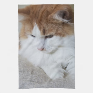 Linge De Cuisine (Feline Fancy) Contemplation Kitty : Photo Cat