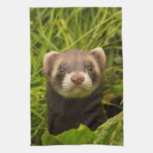 Linge De Cuisine Ferret Brown dans l'herbe