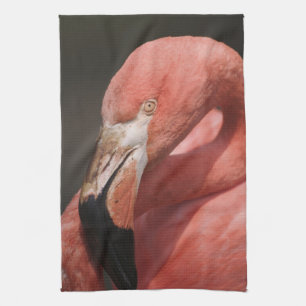 Linge De Cuisine Flamant du Chili, Phoenicopterus chilensis