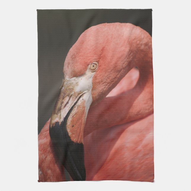 Linge De Cuisine Flamant du Chili, Phoenicopterus chilensis (Vertical)