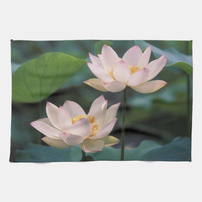 Linge De Cuisine Fleur de lotus en fleurs, Chine (Horizontal)
