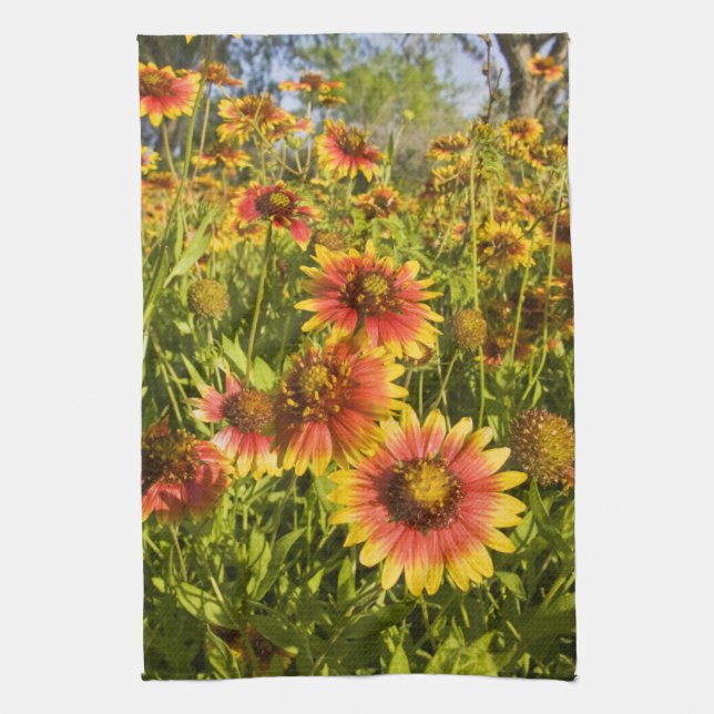 Linge De Cuisine Fleurs Firewheels Gaillardia pulchella (Vertical)