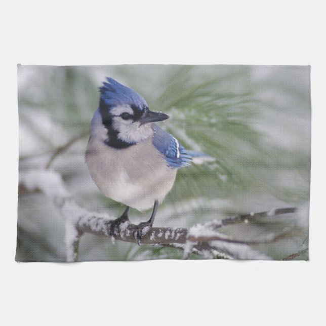 Linge De Cuisine Geai bleu, Cyanocitta cristata (Horizontal)