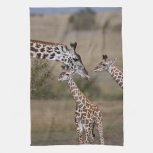 Linge De Cuisine Girafe maasaï (Giraffe Tippelskirchi)