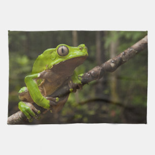 Linge De Cuisine grenouille géante à feuilles (Phyllomedusa bicolor