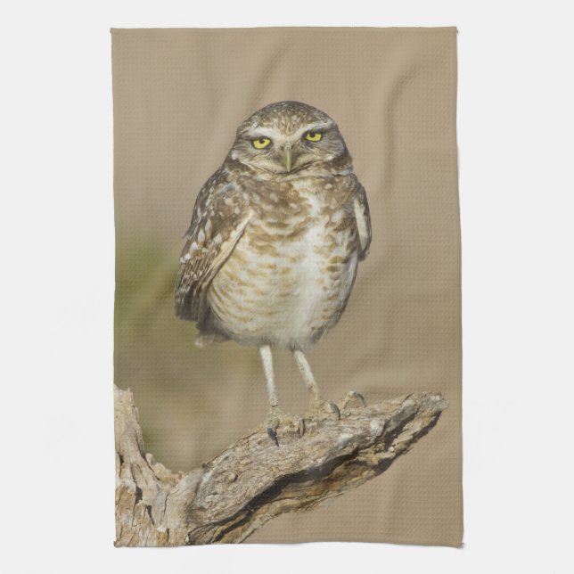 Linge De Cuisine Hibou des terriers sur une côte de cholla (Vertical)