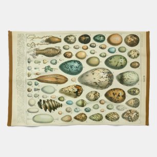 Linge De Cuisine Illustration antique d'histoire naturelle d'œufs M