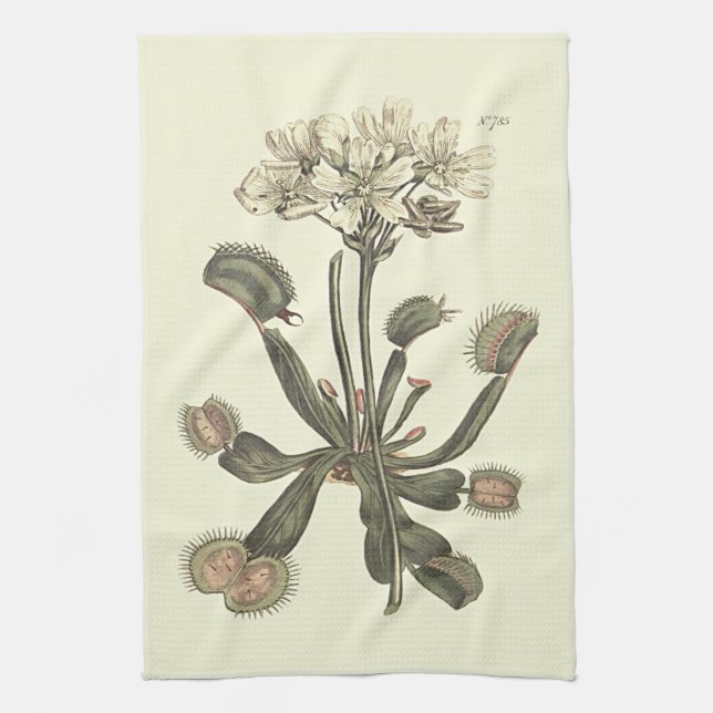 Linge De Cuisine Illustration botanique de l'attrape-mouche de Vénu (Vertical)