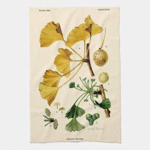 Linge De Cuisine Illustration botanique vintage Ginkgo Biloba