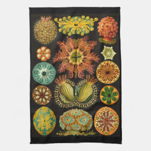Linge De Cuisine Illustration de vie marine d'Ernst Haeckel