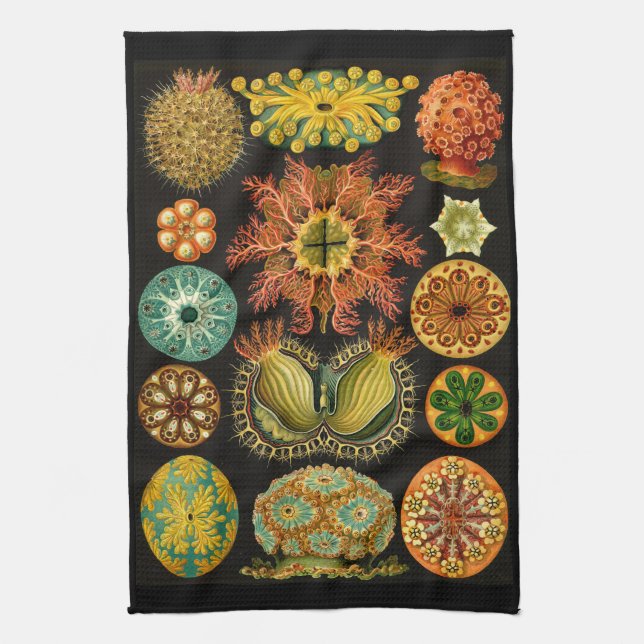Linge De Cuisine Illustration de vie marine d'Ernst Haeckel (Vertical)