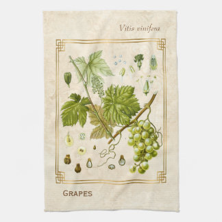 Linge De Cuisine Illustration Vintage Fruit de raisin vert Botaniqu