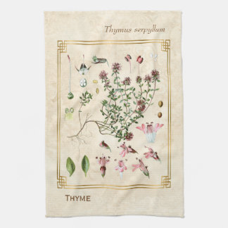 Linge De Cuisine Illustrations de plantes Vintages du thym sauvage 