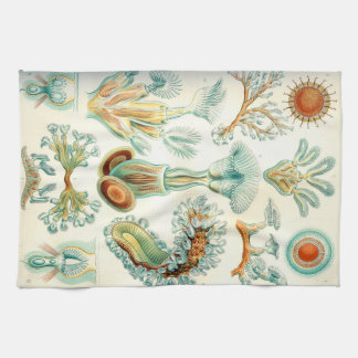 Linge De Cuisine Invertébrés de bryozoaires d'Ernst Haeckel