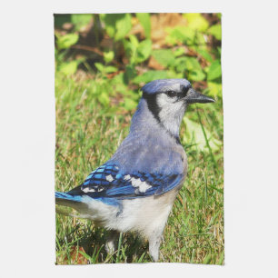 Linge De Cuisine Jay bleu du nord