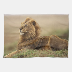Linge De Cuisine Kenya, Masai Mara   Lion mâle