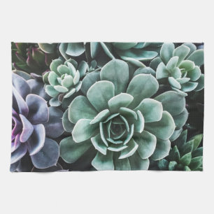 Linge De Cuisine La nature Plante verte Succulente