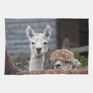 Linge De Cuisine Les étranges animaux amusants des Alpacas