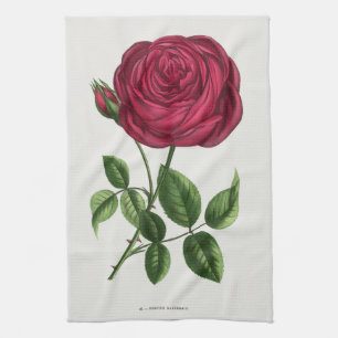 Linge De Cuisine Lithographie de rose antique, François-Frédéric Gr