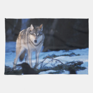 Linge De Cuisine loup gris, Canis lupus, dans les contreforts