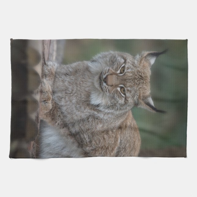 Linge De Cuisine Lynx Vous Regardant Blanche De La Toison (Horizontal)