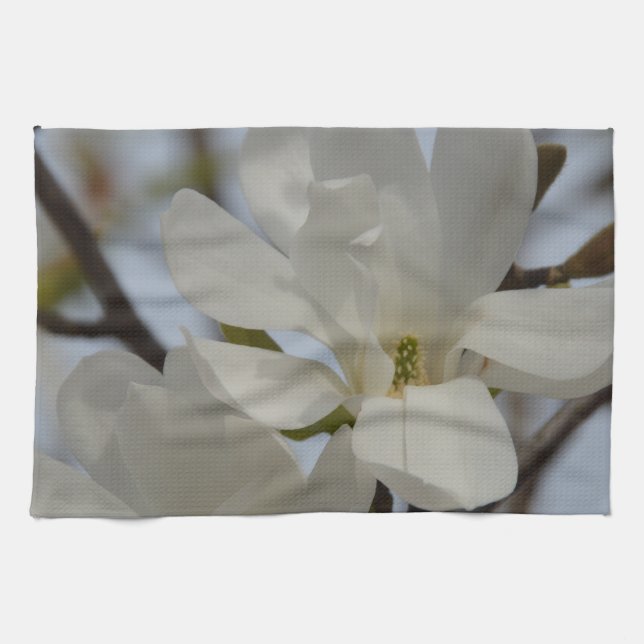 Linge De Cuisine Magnolia blanc en fleurs au printemps (Horizontal)