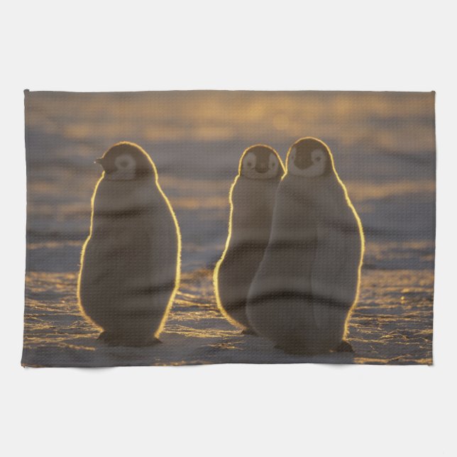 Linge De Cuisine Manchots empereurs (Horizontal)