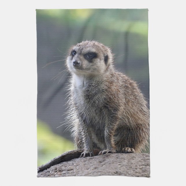 Linge De Cuisine Meerkat_20171101_by_JAMFoto (Vertical)